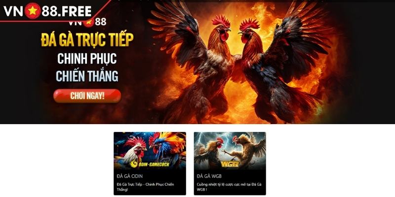 Đá Gà Odin Với Tính Năng Và Các Loại Hình Hấp Dẫn Tại VN88 1 Khái quát sảnh Đá Gà Odin VN88
