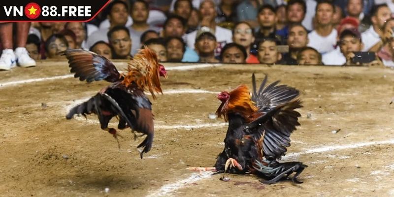 Đá Gà WBG - Khám Phá Ưu Điểm Và Hình Thức Chơi Tại VN88 3 Hình thức đá gà Mỹ